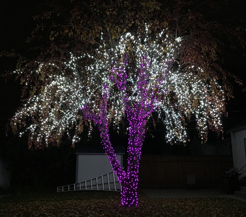 Christmas Tree Light Installation Minnesota